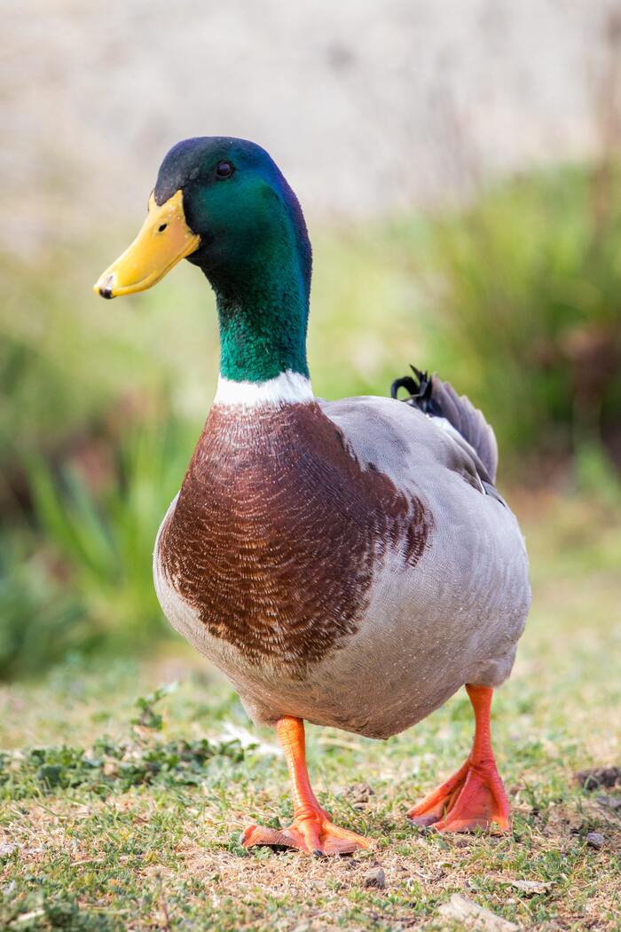 Funny Jokes - duck