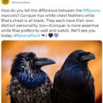 NFL Football Mascots Ranked - Baltimore Ravens - Rise and Conquer