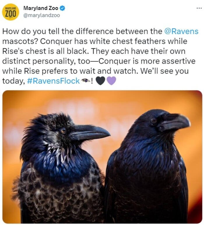 NFL Football Mascots Ranked - Baltimore Ravens - Rise and Conquer
