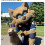NFL Football Mascots Ranked - Tennessee Titans - T-Rac