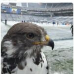 NFL Football Mascots Ranked - Seattle Seahawks - Taima