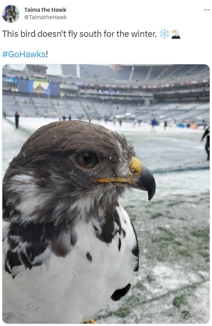 NFL Football Mascots Ranked - Seattle Seahawks - Taima