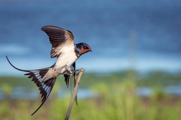 Riddles for Adults - swallow