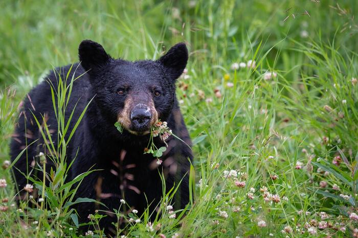 Cocaine Bear Facts - black bear