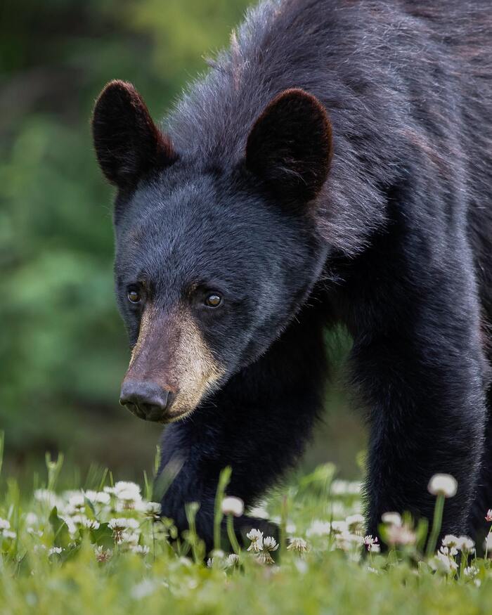 Cocaine Bear Facts - black bear