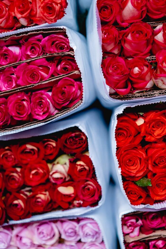 February Horoscope 2023 - roses