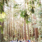 Star Wars Wedding Ideas - Endor-Inspired Venue
