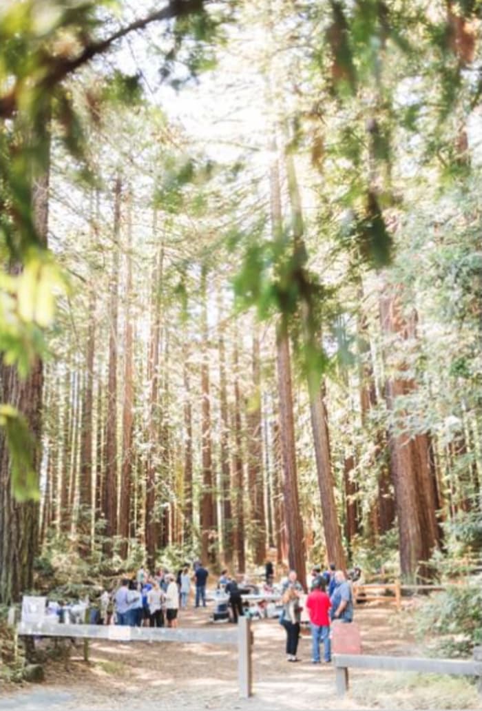 Star Wars Wedding Ideas - Endor-Inspired Venue
