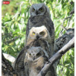 Super Bowl 2023 Memes Tweets - Superb Owl
