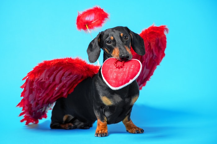 Valentine's Day Jokes - dog dressed as cupid