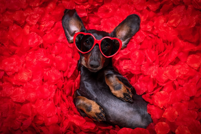 Valentine's Day Jokes - dog wearing heart sunglasses in roses
