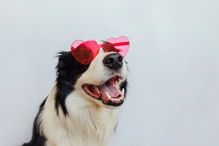 Valentine's Day Jokes - dog wearing heart sunglasses