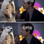 Groundhog Day Memes - spring