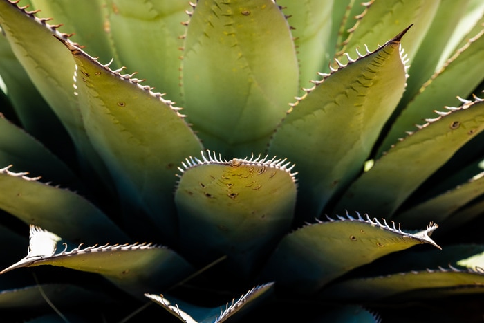 What is Sotol - desert spoon plant