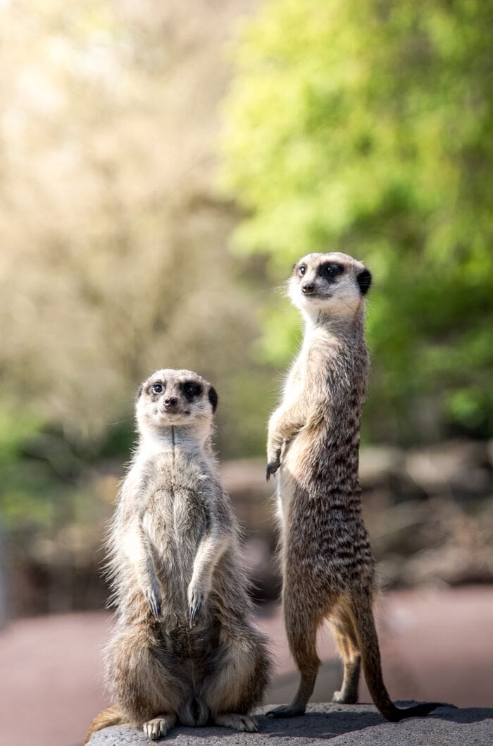 Short Jokes - prairie dogs