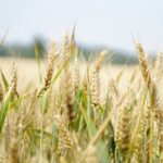 What is Irish whiskey- field of barley