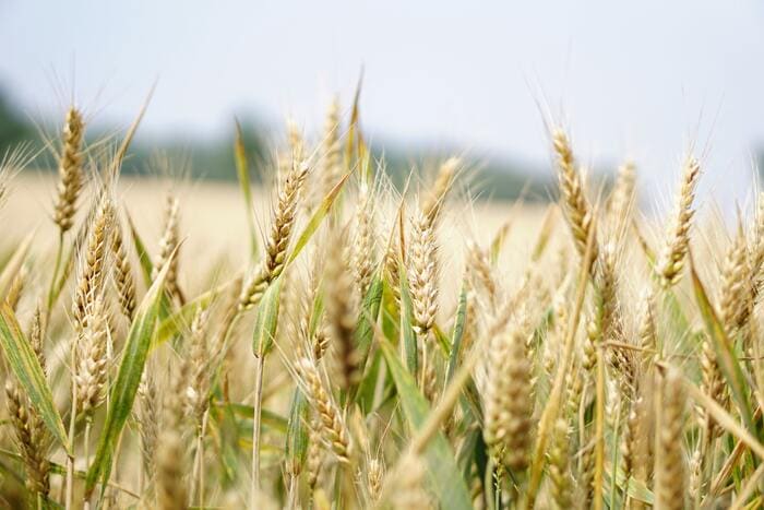 What is Irish whiskey- field of barley
