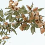 Pistachio milk vs almond milk- almond branch