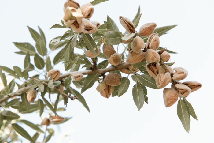 Pistachio milk vs almond milk- almond branch