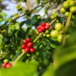 types of coffee - robusta