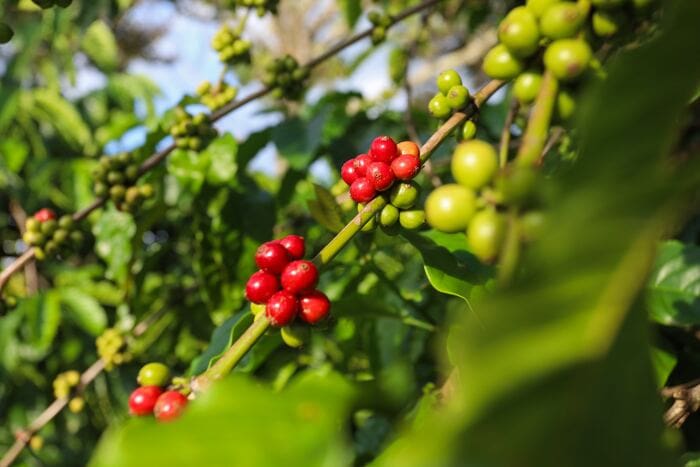 types of coffee - robusta