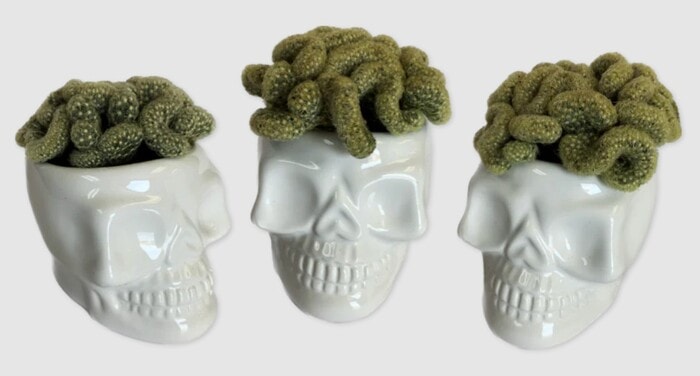 Trader Joe's Halloween 2023 - Brain Cacti in Ceramic Skulls